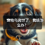 宠物鸟离世了,我该怎么办?(图4) 宠物鸟离世了,我该怎么办?(图4)