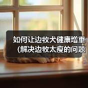 如何让边牧犬健康增重(解决边牧太瘦的问题,提供适合增重的饮食和方法)(图2) 如何让边牧犬健康增重(解决边牧太瘦的问题,提供适合增重的饮食和方法)(图2)