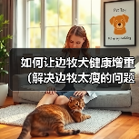 如何让边牧犬健康增重(解决边牧太瘦的问题,提供适合增重的饮食和方法)(图4) 如何让边牧犬健康增重(解决边牧太瘦的问题,提供适合增重的饮食和方法)(图4)