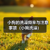 小狗的洗澡频率与注意事项（小狗洗澡）(图2)