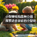 小型宠物狗品种介绍（探索适合家庭的小型宠物狗，了解其特点和需求）