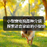 小型宠物狗品种介绍（探索适合家庭的小型宠物狗，了解其特点和需求）(图2)