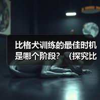 比格犬训练的最佳时机是哪个阶段？（探究比格犬训练的黄金时期）(图2)