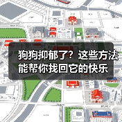 狗狗抑郁了?这些方法能帮你找回它的快乐(图2) 狗狗抑郁了?这些方法能帮你找回它的快乐(图2)