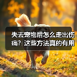 失去宠物后怎么走出伤痛?这些方法真的有用(图3) 失去宠物后怎么走出伤痛?这些方法真的有用(图3)