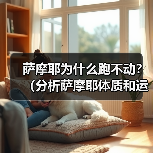 萨摩耶为什么跑不动？（分析萨摩耶体质和运动能力的限制）(图3)