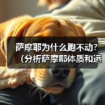 萨摩耶为什么跑不动？（分析萨摩耶体质和运动能力的限制）(图4)