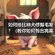 如何给比熊犬修剪毛发？（教你如何剪出完美比熊造型）(图3)