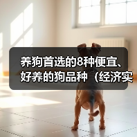 养狗首选的8种便宜、好养的狗品种（经济实惠又容易照顾，你更喜欢哪种？）