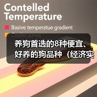 养狗首选的8种便宜、好养的狗品种(经济实惠又容易照顾,你更喜欢哪种?)(图4) 养狗首选的8种便宜、好养的狗品种(经济实惠又容易照顾,你更喜欢哪种?)(图4)