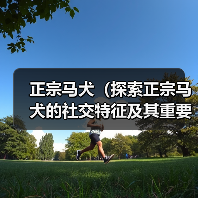 正宗马犬（探索正宗马犬的社交特征及其重要性）(图2)