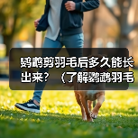 鹦鹉剪羽毛后多久能长出来？（了解鹦鹉羽毛生长周期及注意事项）