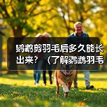 鹦鹉剪羽毛后多久能长出来？（了解鹦鹉羽毛生长周期及注意事项）(图3)