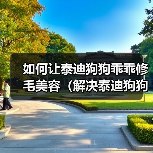 如何让泰迪狗狗乖乖修毛美容（解决泰迪狗狗修剪美毛时乱动不听话的问题）