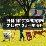 外科中阶实操班猫狗练习超多？2人一组提升快不？