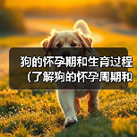 狗的怀孕期和生育过程(了解狗的怀孕周期和分娩过程以及照顾幼犬的关键知识)(图4) 狗的怀孕期和生育过程(了解狗的怀孕周期和分娩过程以及照顾幼犬的关键知识)(图4)