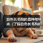白色长毛狗的品种与特点(了解白色长毛狗的各个品种及其特征,选择适合自己的宠物伴侣)(图4) 白色长毛狗的品种与特点(了解白色长毛狗的各个品种及其特征,选择适合自己的宠物伴侣)(图3)