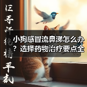 小狗感冒流鼻涕怎么办？选择药物治疗要点全解析