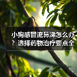小狗感冒流鼻涕怎么办?选择药物治疗要点全解析(图3) 小狗感冒流鼻涕怎么办?选择药物治疗要点全解析(图3)
