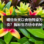 哪些鱼类以食物残渣为食？揭秘生态链中的秘密角色(图3)