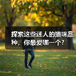 探索这些迷人的猫咪品种，你最爱哪一个？(图3)