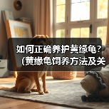 如何正确养护黄缘龟？（黄缘龟饲养方法及关键要点）