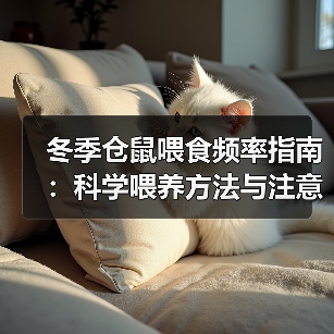 冬季仓鼠喂食频率指南：科学喂养方法与注意事项(图3)