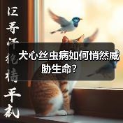 犬心丝虫病如何悄然威胁生命?(图1) 犬心丝虫病如何悄然威胁生命?(图1)