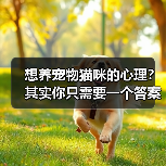 想养宠物猫咪的心理?其实你只需要一个答案(图1) 想养宠物猫咪的心理?其实你只需要一个答案(图1)