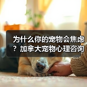 为什么你的宠物会焦虑?加拿大宠物心理咨询师教你如何解决(图4) 为什么你的宠物会焦虑?加拿大宠物心理咨询师教你如何解决(图2)