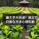 猫主子不听话？其实它只是在寻求心理帮助(图1)