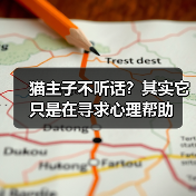 猫主子不听话？其实它只是在寻求心理帮助(图2)