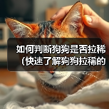 如何判断狗狗是否拉稀（快速了解狗狗拉稀的主要特征和处理方法）(图4)