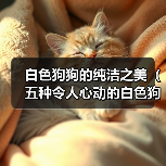 白色狗狗的纯洁之美（五种令人心动的白色狗狗及其独特魅力）