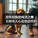 白色狗狗的纯洁之美(五种令人心动的白色狗狗及其独特魅力)(图2) 白色狗狗的纯洁之美(五种令人心动的白色狗狗及其独特魅力)(图2)