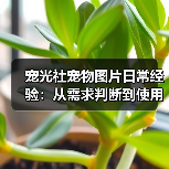 宠光社宠物图片日常经验：从需求判断到使用维护全攻略
