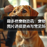 趣多格宠物资讯：宠物图片选择要点与常见场景指南
